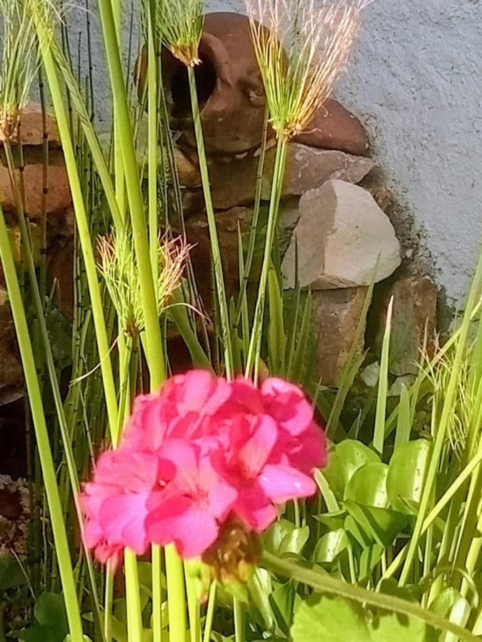 Raiz Del Cielo, Entre 2 Jardines De Ensueno Apartment Cordoba Bagian luar foto